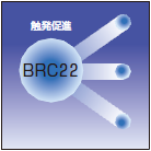 BRC22 触発促進